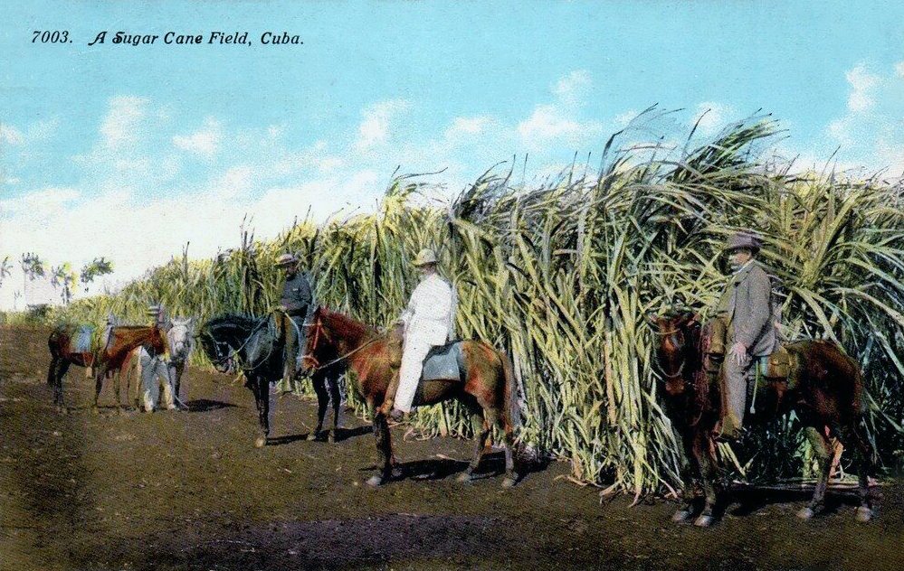 Bagasse sugarcane raw material