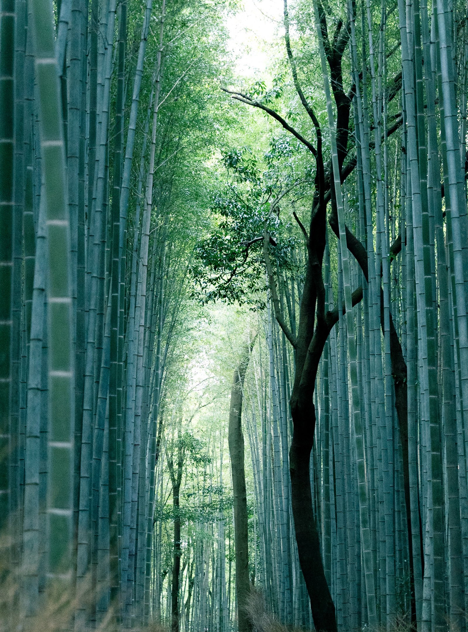 Bamboo fiber raw material